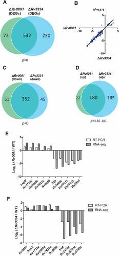 Figure 3. The gene expression profiles of ΔRv0081 and ΔRv3334 are highly similar. (a) Overlap of DEGs in hypoxic cultures of ΔRv0081 and ΔRv3334, each compared to WT cultures under hypoxia. (b) The expression levels of 532 overlapped DEGs in ΔRv0081 and ΔRv3334 were compared and plotted. The correlation coefficient (R [Citation2]) was calculated. (c) Overlap of the downregulated genes in hypoxic cultures of ΔRv0081 and ΔRv3334, compared to WT hypoxic culture. (d) Overlap of the upregulated genes in hypoxic cultures of ΔRv0081 and ΔRv3334, compared to WT hypoxic culture. The hypergeometric p values were calculated for each overlap analysis. (e & f) RT-PCR validation of RNA-seq data. Twelve genes including Rv0081, Rv3334 and sigA were selected for RT-PCR analysis. The expression levels of each gene relative to sigA in hypoxic cultures were determined by RT-PCR and compared between WT and the mutant strains.