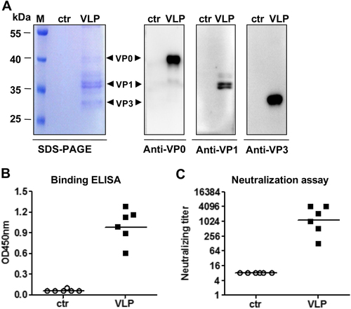 Fig. 3 EV-D68 VLPs-induced potent neutralizing antibody responses in micea SDS-PAGE and Western blotting analysis of the purified antigens. Lane M, protein marker; ctr, the control antigen prepared from empty vector-transformed yeast; VLP, purified EV-D68 VLPs. b ELISA reactivity of antisera with EV-D68 virus coated on the plate. Mouse antisera taken at 2 weeks after the last immunization were diluted 1:1000 and then used in this assay. c Neutralizing antibody titers against US/MO/14-18947 measured by the micro-neutralization assay. The antisera from mice immunized with control antigen did not exhibit any neutralization effect at 1:16 dilution (the lowest dilution tested) and were therefore denoted as a titer of eight for geometric mean titer (GMT) computation. Each symbol represents an individual mouse, and the solid line indicates the GMT of the group