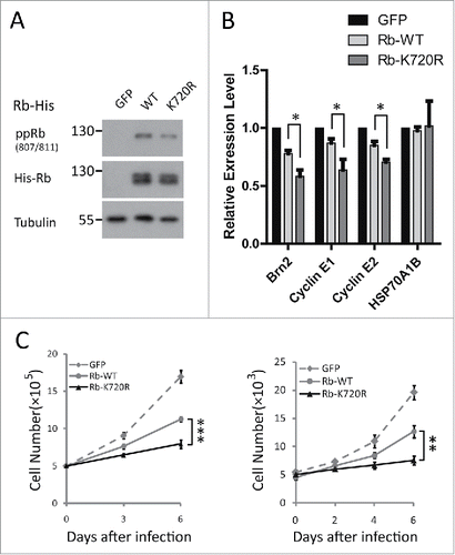 Figure 6. Rb SUMOylation is required for cell proliferation. (A) The comparable expression level of restored WT and K720R Rb via lentiviral transduction of Y79 cells at days 3 and 6 was verified by Western blot. (B) Enhanced inhibitory effect of Rb K720R on E2F target cell cycle gene expression by Rb lentiviral infection in Y79 cells. The mRNA levels of the cell cycle-related genes (Brn2, cyclin E1, cyclin E2) and a negative control gene (HSP70A1B) were measured by qRT-PCR in Y79 cells 3 d after infection. (C) After restoration in Y79 cells, Rb promoted cell growth compared with its SUMO-deficient mutant. Y79 cells expressing exogenous WT and K720R Rb were cultured for 6 d, and the cell numbers were calculated by counting cell numbers (left panel) at days 3 and 6 and by CCK8 assay (right panel) every 48 h.