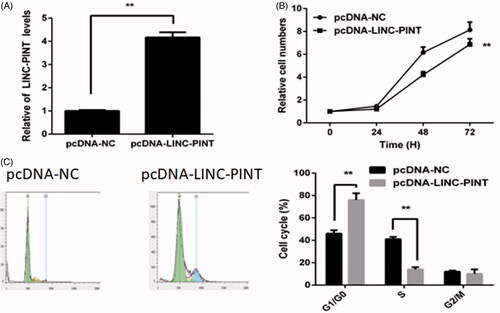 Figure 2. LINC-PINT inhibits NSCLC cell proliferation and cell cycle. (A) The level of LINC-PINT in NSCLC cell transfected with pcDNA-LINC-PINT or pcDNA-NC were analyzed by qRT-PCR. (B) The effect of LINC-PIN on A549 cell proliferation was evaluated by CCK8 assay. (C) The effect of LINC-PIN on A549 cell cycle was determined by flow cytometry. *P < .05, **P < .01.