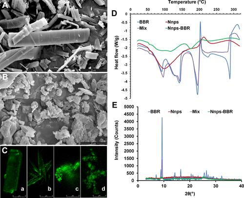 Figure 2 Natural nanoparticles (Nnps) changed the crystal form of berberine hydrochloride (BBR). Scanning electron microscopy images of BBR (A) and Nnps-BBR (B) (10,000 ×); (C) Laser confocal fluorescence microscope observation (6000 ×) of BBR powder (a), BBR solution (b), Nnps-BBR powder (c), and Nnps-BBR solution (d); (D) Differential scanning calorimetry images of BBR, Nnps, the physical mixture of Nnps and BBR (Mix), and Nnps-BBR complex; (E) Powder X-ray diffraction images of BBR, Nnps, physical mixture of Nnps and BBR (Mix), and Nnps-BBR complex.