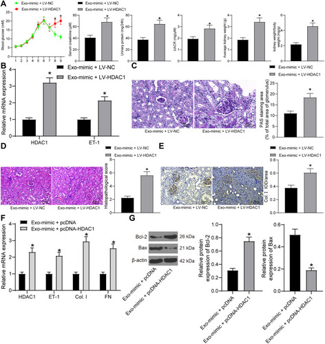 Figure 6 adMSC-derived exosomal miR-125a protects DN through inhibiting the HDAC1/ET1 axis. (A) levels of blood glucose, serum creatinine and 24-h urinary protein in each group of rats (unpaired t test, *p < 0.05); (B) expression of HDAC1 and ET-1 in the kidney tissues of rats determined by RT-qPCR (two-way ANOVA, *p < 0.05 vs Exo-mimic + LV-NC); (C) mesangial hyperplasia in rat kidney tissues determined by PAS staining (unpaired t test, *p < 0.05); (D) changes in physiological parameters in each group of rats (unpaired t test, *p < 0.05); pathological changes in rat kidneys examined by HE staining (unpaired t test, *p < 0.05), (E) protein level of the fibrosis-related marker Col. I in rat kidney determined by IHC staining (unpaired t test, *p < 0.05); (F) mRNA expression of HDAC1, ET-1, Col. I and FN in cells determined by RT-qPCR (two-way ANOVA, *p < 0.05 vs Exo-mimic + LV-NC); (G) protein levels of Bax and Bcl-2 in cells determined by Western blot analysis (unpaired t test, *p < 0.05). N = 10 in each group. Data were exhibited as mean ± SEM from three independent experiments. Representative images are provided.