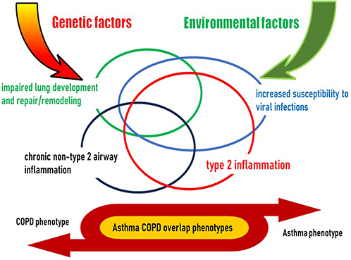 Figure 4 Common endotypes underlying asthma and COPD. Asthma and COPD are syndromes caused by complex interactions between individual genetic factors and various environmental factors. At any given time, the interaction of multiple endotypes drives individual patient pathologies and phenotypes.