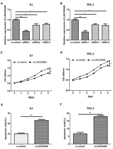 Figure 2 lncRNA LINC00460 knockdown restrained the proliferation and activated the apoptosis of PTC cells. (A, B) Small interfering oligonucleotides targeting LINC00460 (si-LINC00460) were transfected into PTC cell lines (K1, TPC-1). (C, D) The proliferation ability of PTC cells transfected with si-LINC00460 and si-NC was measured by CCK-8 assay. (E, F) Apoptotic rate of PTC cells transfected with si-LINC00460 and si-NC was analyzed by flow cytometry assay. *P<0.05, **P<0.01 vs control group.