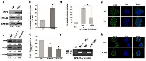 Figure 6. YAP1 promoted the transcription expression of RPL23 by binding the promoter region via TEAD. (a). Western blots analysis of the RPL23 protein expression at 48 hr after overexpressing YAP1 in HeLa cells. (b). qRT-PCR was used to measure the RPL23 RNA level after transfecting pYAP1at 48 hr. (c). The RPL23 protein expression level was measured after YAP1 inhibition at 48 hr by Western blotting. (d). qRT-PCR was used to measure the RPL23 RNA level after transfecting siYAP1at 48 hr. (e). Dual luciferase assay was used to determine the transcriptional regulation between YAP1 and RPL23. (f). ChIP assay was used to determine the interaction between YAP1 and RPL23 in HeLa cells. Input = 5% of total lysate. IgG = immunoglobulin G. (g) (h). Representative images showing the distribution of RPL23 in HeLa cells after YAP1 knockdown/overexpression under confocal microscopy. Data are presented as means ± S.D. and represent results from three independent experiments. Statistically significant differences are indicated: *, P < 0.05.