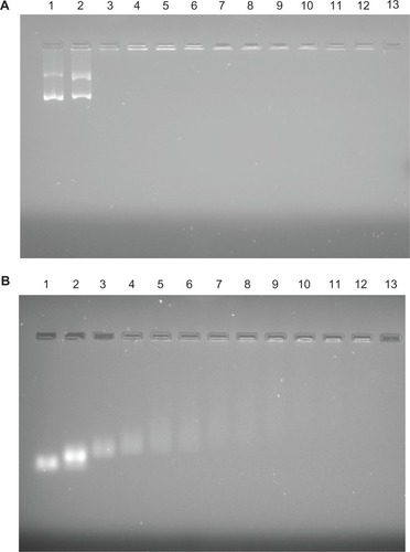 Figure 8 Results of agarose gel electrophoresis of (A) lysine-functionalized nanodiamond (fND)–plasmid DNA and (B) fND–small interfering RNA complexes (“diamoplexes”) with increasing weight ratios of fNDs to nucleic acid: 1:1 (lane 2), 5:1 (lane 3), 10:1 (lane 4), 15:1 (lane 5), 20:1 (lane 6), 25:1 (lane 7), 30:1 (lane 8), 35:1 (lane 9), 40:1 (lane 10), 45:1 (lane 11), and 50:1 (lane 12). Lane 1 consists of standard nucleic acid only, and lane 13 is empty.