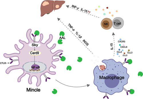 Figure 2. Schematic representation of the regulatory mechanism of lectin (AAL) in tumour tumour-bearing mice.