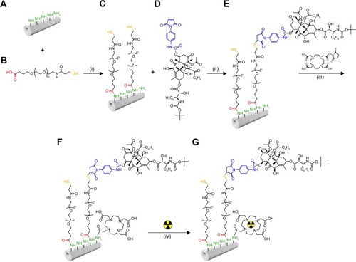 Figure 1 TiONts-DTX and TiONts-DTX-DOTA[111In] synthesis steps.Notes: APTES-modified titanate nanotubes (TiONts-APTES) (A) are combined with α-acid-ω-thiol-poly(ethylene glycol) (HOOC-PEG-SH, MW =3,000 Da) (B) to generate PEGylated nanotubes (TiONts-PEG-SH) (C) by amide formation. In the second step, (C) is combined with PMPI-modified docetaxel (DTX-PMPI) (D) to finally yield the TiONts-PEG-DTX nanohybrid (E). The nanohybrid (E) is subjected to the reaction of amide formation in the presence of (iii) DOTA-NHS macrocycles to yield nanohybrid (F) (TiONts-DTX-DOTA). In a subsequent step, (F) allows the chelation of indium radionuclides (from 111InCl3) into DOTA macrocycles to produce SPECT-capable nanohybrid (G) (TiONts-DTX-DOTA[111In]).Abbreviations: APTES, 3-aminopropyl triethoxysilane; DTX, docetaxel; SPECT, single-photon emission computed tomography; TiONts, titanate nanotubes; PMPI, p-maleimidophenyl isocyanate.