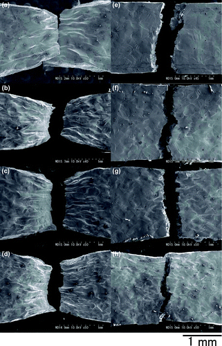 Figure 2. SEM images of side surfaces after tensile tests. (a)–(d) at RT and (e)–(h) at 77 K. (a) and (e) are for 0Cu, (b) and (f) are for 0.5Cu, (c) and (g) are for 1Cu, and (d) and (h) are for 2Cu.