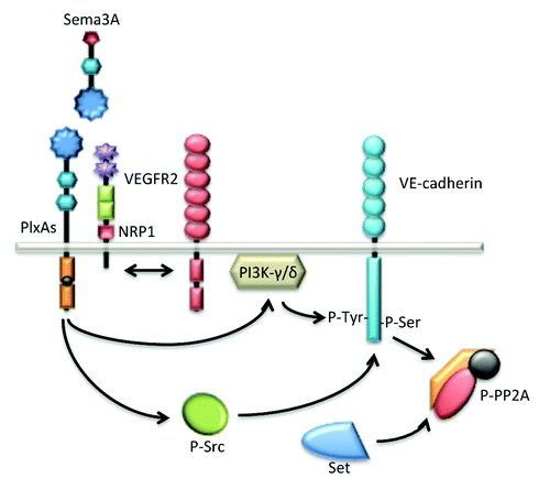 Figure 4. Sema3A enhances endothelial permeability through VE-cadherin destabilization. Sema3A directly augments endothelial permeability by the mean of PlxA1 and NRP1 receptors. Further downstream signaling relies on the activation of the kinase activities bear by PI3K-γ/δ and Src. These pathways culminate at the phosphorylation and destabilization of VE-cadherin. Interestingly, in quiescent endothelial cells, VE-cadherin is associated with the phosphatase PP2A, a mechanism possibly involved in locking the adherens junctions. In this model, Src-directed PP2A phosphorylation and inactivation contribute in turn to VE-cadherin destabilization upon Sema3A challenge.