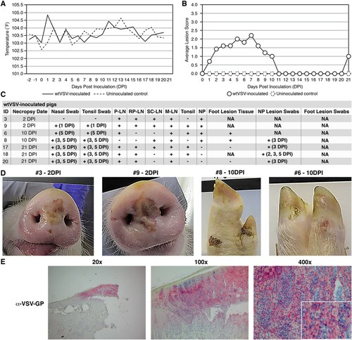 Figure 1. Clinical analysis of wtVSV-inoculated pigs. (A) Average daily temperatures of wtVSV-inoculated pigs compared to uninoculated pigs. (B) Average lesion scores of wtVSV-inoculated pigs compared to uninoculated environmental controls on each day of the study. (C) Summary of RT-qPCR analysis performed to detect viral RNA in clinical samples collected throughout the study, indicating the presence (+) or absence (−) of viral RNA. P-LN – parotid lymph node; RP-LN – retropharyngeal lymph node; SC-LN – superficial cervical lymph node; M-LN – mandibular lymph node; NP – nasal planum; NA – Not Applicable because not present or collected; DPI - days post inoculation in which positive samples were detected. (D) Representative pictures showing vesicular lesions in pigs. (E) Immunohistochemistry analysis performed on nasal planum lesion tissue collected on 2 DPI necropsy from wtVSV-infected pig #3 showing positive (red) immunostaining using anti-VSV-G rabbit polyclonal antibody localized to the stratum spinosum and granulosum of the epidermis.