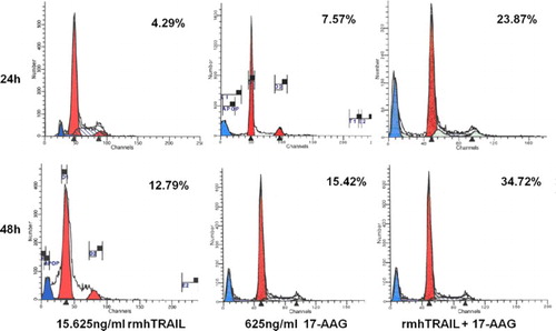 Figure 1. Combination effects of rmhTRAIL and 17-AAG on the apoptosis of RPMI8226 cells at 24 and 48 h post-treatment.