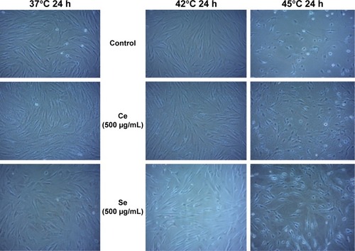 Figure 4 HDF cells preincubated with ceria and selenium NPs (500 µg/mL for 24 hours) and heat stressed at 37°C, 42°C, and 45°C for 1 hour.Note: Cells were recovered in fresh medium for 24 hours.Abbreviations: HDF, human dermal fibroblasts; NPs, nanoparticles; h, hours; Ce, cerium; Se, selenium.