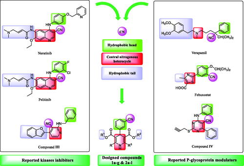 Figure 2. The rationale for the molecular design of the target compounds as kinases and P-gp dual inhibitors.