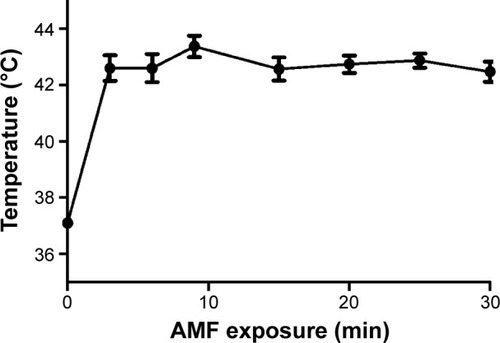 Figure 3 BM-induced hyperthermia in vitro.Notes: U2-OS cells treated with BMs exposed to an AMF for 30 minutes (min). The temperature of the cells were maintained at 43°C after 3 min and measured using a thermocouple microprobe.Abbreviations: AMF, alternating magnetic field; BM, bacterial magnetosome.