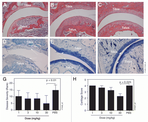Figure 5 Golimumab preserves joint architecture. Representative images of the tibia-talus joint stained with hematoxylin and eosin (A–C) or Toluidine Blue (bottom, D–F) are shown from Tg197 transgenic mice treated with a single s.c. injection of PBS (A and D) or 30 mg/kg golimumab (B and E) alongside an untreated F1 non-transgenic mouse (C and F). All images are 20x magnification. (G) Hematoxylin and eosin-stained tissue sections from transgenic mice treated with PBS or with golimumab doses ranging from 1 to 30 mg/kg were ranked in order of severity (highest score representing the worse disease), then the ranks were grouped by treatment. The golimumab 30-mg/kg group was significantly different from the PBS group (p < 0.01). (H) The tibia-talus joints were scored for the extent of cartilage matrix degradation in mice treated with PBS (n = 4) or with golimumab doses of 1 mg/kg (n = 4), 3 mg/kg (n = 4), 10 mg/kg (n = 4), 30 mg/kg (n = 7). The 30-mg/kg group achieved a statistically significant reduction in cartilage damage compared with the PBS-untreated animals (p = 0.025). Overall severity and cartilage destruction are shown as mean ± SD, with arrows indicating articular cartilage.
