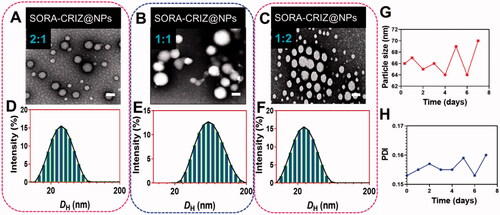 Figure 3. Characterization of nanoparticles. (A–C) TEM image of SORA–CRIZ@NPs with various composition (2:1, 1:1, and 1:2). The scale bar = 100 nm. (C, D) DLS analysis of respective nanoparticle composition. (G, H) Stability of the SORA–CRIZ@NPs for seven days.