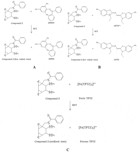 Figure 6. The proposed chemical reaction of crotepoxide (2) in antioxidant assays: DPPH (A), ABTS (B), and FRAP (C) via SET mechanism.