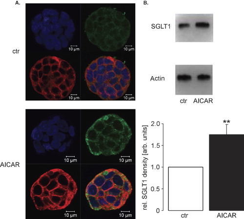 Figure 4.  Cell surface SGLT1 protein abundance in Caco2 cells was upregulated by the AMPK activator AICAR. A) Confocal microscopy of Caco2 cells incubated for 6 h in medium without (upper panel) or with (lower panel) AMPK activator AICAR (1 mM). The Caco2 cells were subjected to immunofluorescent staining using FITC-conjugated anti-SGLT1 (green), Cy5-conjugated anti-alpha tubulin (red) and DRAQ-5 dye (blue) for nuclear staining. The images are representative for three independent experiments. (B) Original Western blot of SGLT1 protein abundance in Caco2 cells (upper panel) treated as in A. Caco2 surface proteins were biotinylated and subsequently subjected to Western Blotting. Expression of actin served as loading control (middle panel). The lower panel depicts the arithmetic means ± SEM (n = 12) of the SGLT1 density of AICAR (1 mM)-treated Caco2 cells relative to the non-treated Caco2 cells. The SGLT1 density of non-treated Caco2 cells was set to 1. **p < 0.01 indicates statistically significant difference from the absence of AICAR (t-test). (This figure is reproduced in colour in Molecular Membrane Biology online.)