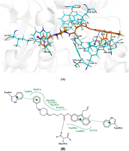 Figure 7. Proposed binding mode of compound 13 inside AChE active site, (A) 3D image, the blue dashed lines stand for π-π stacking, the red dashed lines represent hydrogen bondsnd and the black dashed lines mean hydrophobic interaction (B) 2D image.