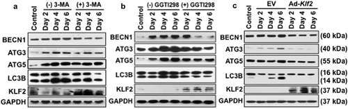 Figure 2. Osteoclastic differentiation induced autophagic molecules and KLF2 reduced them. Western blot analysis was performed to determine changes of autophagic molecules in presence or absence of (a) 3-MA, or (b) GGTI298 or (c) adenoviral overexpression of Klf2 (Ad-Klf2) infected RAW264.7 cells during the course of osteoclastic differentiation. Undifferentiated cells were used as a control.