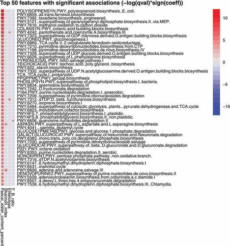 Figure 5. The top 50 most represented biochemical features in the fecal metagenome positively associated with fecal water content. A full list of features is given in Table S1.