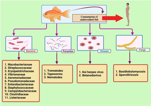 Figure 1. A broad classification of fish zoonotic agents including bacteria, parasites, viruses, and fungi. The figure was created with BioRender.com.