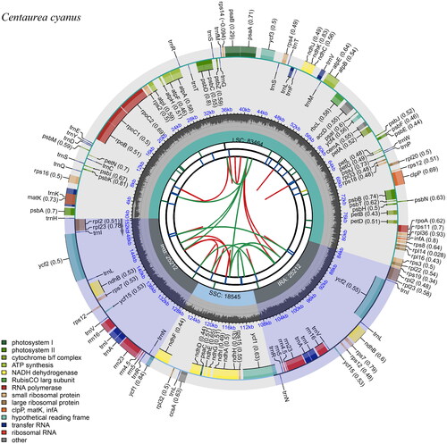 Figure 2. Gene map of the Centaurea cyanus chloroplast genome. From the center outward, the first track indicates the dispersed repeats; The second track shows the long tandem repeats as short blue bars; The third track shows the short tandem repeats or microsatellite sequences as short bars with different colors; The fourth track shows small single-copy (SSC), inverted repeat (Ira and Irb), and large single-copy (LSC) regions. The GC content along the genome is plotted on the fifth track; The genes are shown on the sixth track.