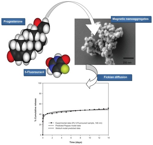 Controlled release of 5-fluorouracil and progesterone from magnetic nanoaggregates.