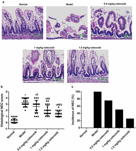 Figure 2. Celecoxib reduced NEC incidence in neonatal rats