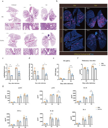 Figure 4. Oral administration of GlcNAc protects against H7N9 infection in recipient mice.