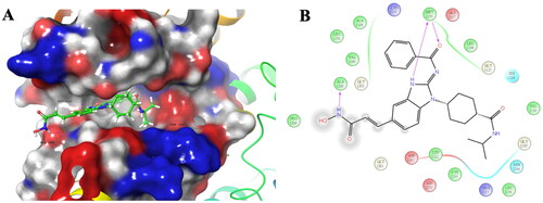 Figure 5. The predicted binding mode for 3b in the binding site of ALKwt (PDB ID: 4MKC). (A) The yellow lines indicated hydrogen bonds and the estimated lengths of bonds was shown in purple number. (B) The purple arrows indicated hydrogen bonds.