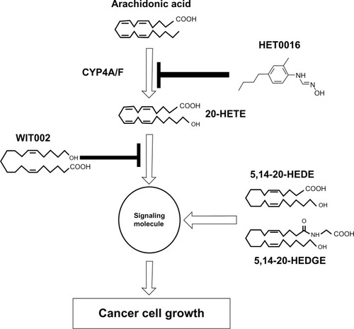 Figure 6 Inhibitors, agonists, and antagonists of 20-HETE.