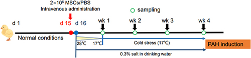 Figure 1 Experimental design.