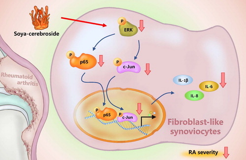 Figure 7. Schema illustrating the effects of soya-cerebroside in IL-1β, IL-6 and IL-8 expression. Soya-cerebroside inhibits IL-1β, IL-6 and IL-8 expression during RA progression by inhibiting the ERK, NF-κB and AP-1 signalling pathways.