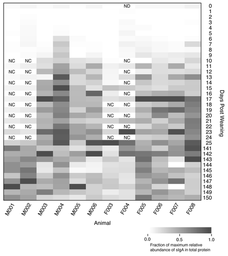 Figure 5. Relative percentage of secretory IgA as total protein in the feces of each animal over the first 150 dpw. Rectangles with “NC” indicate that the samples were not characterized and the sample with “ND” did not yield useable data.