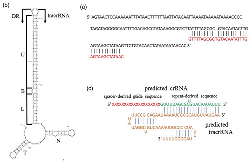 Figure 4. Prediction of the tracrRNA sequence of M. salivarium ATCC 29803. (a) The tracrRNA-coding sequence contained a 36 bp stretch with 88.9% homology to a DR sequence (red letters). The tracrRNA-coding sequence is included in an array containing a homology part and the 5′ side part. (b) Secondary structure of a DR/tracrRNA hybrid, simulated by concatenating the RNA sequences of a DR and the tracrRNA sequence, predicted using mfold. A predicted stem involving a DR and a tracrRNA anti-repeat includes a lower stem (L), a bulge (B), and an upper stem (U). N: nexus stem-loop; T: terminator. The tracrRNA sequence terminated with a poly-uridine tract (UUU), based on the secondary structure of a crRNA/tracrRNA hybrid of Mycoplasma gallisepticum S6 as a reference. (c) Simulation of binding of a predicted crRNA and a tracrRNA. A repeat-derived sequence at the 3′ end of crRNA was postulated to have 22 nucleotides based on a reference sequence of Streptococcus pyogenes crRNA. ATCC, American Type Culture Collection; crRNA, clustered regularly interspaced palindromic repeats-associated RNA; tracrRNA, transactivating crRNA; DR, direct repeat.