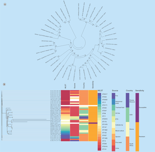 Figure 1.  Evolutionary relationship of nitrofurantoin-resistant Klebsiella pneumoniae strains from different parts of the world.Phylogenomic tree of (A)Klebsiella pneumoniae drawn with MEGA 7 and (B)K. pneumoniae and associated metadata drawn with Phandango. The isolates clustered according to clones and country of origin, although the genomic phylogeny shows a closer clustering of strains of different clones and countries. Strains of ST101 were not all of the same clade while many strains from the same hospitals and wards were of the same clade.