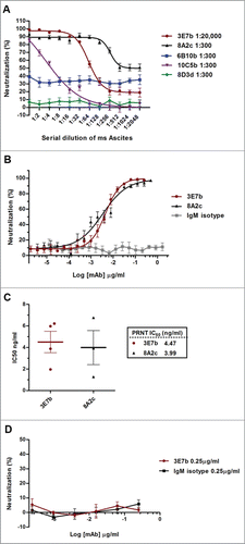 Figure 2. PRNT analysis of (A) complement-inactivated mice ascites and (B) purified IgM against CHIKV infection. Both ascites and purified IgM were 2-fold serially diluted in PBS before incubating with 100 PFU of CHIKV. Non-linear regression analysis of 3E7b and 8A2c are performed and best-fitted to dose-dependent inhibition curves (GraphPad Prism 6). Due to non-convergence of IgM isotype mAb data points, dose-inhibition curve is not applicable. (C) Grouped scatter plot of IC50 values from 3E7b and 8A2c non-linear regression describes quantitative evaluation of the mAb neutralizing potency. The thick line represents the mean value. (D) Post-CHIKV binding neutralization assay was performed by having CHIKV attached to BHK cells prior to 3E7b binding. Error bars are representative of ± SEM where at least 3 independent sets in duplicates were performed.