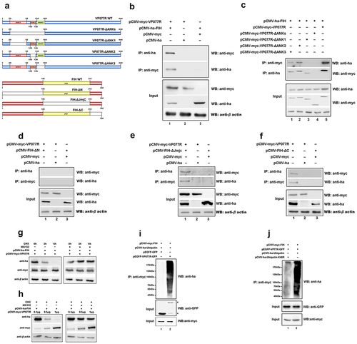 Figure 4. ISKNV VP077R interacts with FIH and promots the degradation of FIH protein by ubiquitin. (a) Description of VP077R, FIH, and various mutants used in this study. (b) The interaction between VP077R and FIH was determined using CO-IP assays. Cells were co-expressed with myc-VP077R/ha-FIH, myc-VP077R/ha-tag, and myc-tag/ha-FIH. Immunoprecipitation of myc-VP077R was performed using anti-myc and immunoprecipitation of ha-FIH was performed using the anti-ha. Used anti-myc, anti-ha, anti-β-actin to detect VP077R, FIH, and β-actin (as an internal control). (c) Cells were co-expressed with ha-FIH and myc-tagged VP077R or its mutants. Immunoprecipitation of myc-tagged VP077R or its mutants was performed using anti-myc, and in turn immunoprecipitation of the ha-FIH protein was performed using anti-ha. (d–f) Cells were co-expressed with myc-VP077R/ha-tagged FIH mutants (lane 1), myc-VP077R/ha-tag (lane 2), and ha-tagged FIH mutants/myc-tag (lane 3). Immunoprecipitation of myc-VP077R was performed using anti-myc, and immunoprecipitation of ha-tagged FIH mutants was performed using anti-ha. (g–h) Cells were treated with CHX and MG132 (right panel)/DMSO (left panel) at 24 h post-transfection with pCMV-myc-VP077R and pCMV-ha-FIH, and then the cells were collected at indicated times. (i) Cells were co-expressed with myc-FIH, ha-ubiquitin, and GFP (lane 1) or GFP-VP077R (lane 2). Immunoprecipitation of myc-FIH was performed using anti-myc and detection of poly-ubiquitin chains was performed using anti-ha. (j) Cells were co-expressed with GFP-VP077R, myc-FIH, and ha-ubiquitin or ha-ubiquitin K48R. Immunoprecipitation of myc-FIH was performed using anti-myc and detection of poly-ubiquitin chains was performed using anti-ha antibody.