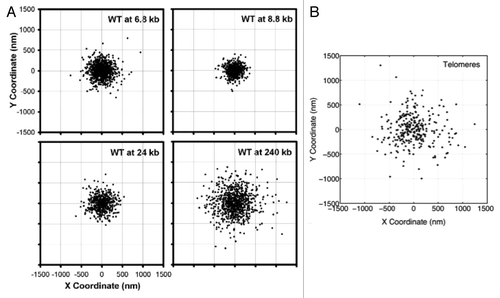 Figure 6. Scatter plots of loci positions, for (A) different locations within the chromosome arm and (B) telomere sites. (A) is adapted from reference Citation26. In a chromosome arm, the two extreme tethering points are the centromere and the telomere. Behavior of the telomere is fundamentally different from that of the centromere, implying different dynamics governing each site.