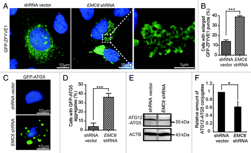 Figure 5. Knockdown of EMC6 impairs autophagosome formation. (A) U2OS cells cotransfected with GFP-ZFYVE1 and shRNA vectors or EMC6 shRNA for 24 h were observed under a fluorescence microscope. Nuclei were stained with H33342. (B) Percentages of cells with enlarged GFP-ZFYVE1 structures of the total GFP-ZFYVE1 cells were quantified (means ± SD, ***p < 0.001). (C) U2OS cells cotransfected with a plasmid expressing GFP-ATG5 and shRNA vectors or EMC6 shRNA for 24 h were extracted using 0.02% saponin and fixed with 4% paraformaldehyde. Nuclei were stained with H33342. Cells were observed under a fluorescence microscope. (D) Percentage of cells with accumulated GFP-ATG5 structures was quantified by scoring at least five random fields (means ± SD, ***p < 0.001). (E) Western blot analysis of ATG12–ATG5 conjugates in U2OS cells transfected with shRNA vectors or EMC6 shRNA for 24 h. (F) Quantification of the amounts of ATG12–ATG5 conjugates relative to ACTB. The average value in the shRNA vector-transfected cells was normalized as 1. Data are the means ± SD of results from three experiments (*p < 0.05).