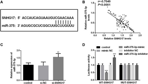 Figure 4 miR-375-3p is a target miRNA of SNHG17. (A) Predicted binding sites of SNHG17 and miR-375-3p. (B) The correlation between the expression of SNHG17 and miR-375-3p is negative in CC serum. (r = −0.7049, p <0.0001) (C) Knockdown of SNHG17 can release the expression of miR-375-3p. (D) Dual-luciferase reporter assay was performed in SiHa cells. **p < 0.01, ***p < 0.001.