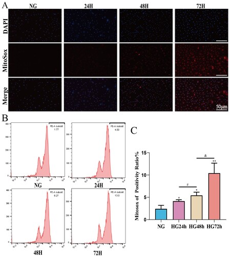 Figure 6. The mitochondrial ROS content of pericytes increases in a time-dependent manner in a high-glucose environment. A: Representative fluorescent image of Mitosox, Scale bar = 50 μm; B: Representative flow cytometry image combining Mitosox; C: Statistical analysis of mitochondrial ROS content, n = 3, One-way Anova with Turkey’s post-hoc test, *P < 0.05, **P < 0.01, ***P < 0.001 vs NG, #P < 0.05 vs HG24 h, &P < 0.05 vs HG48 h. Data are presented as the means ± SEMs.