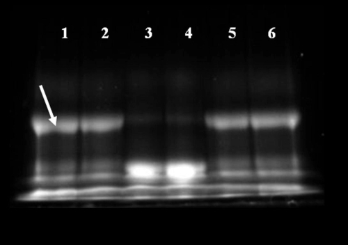 Figure 2 Gel electrophoresis confirms cleavage of the soluble, unconjugated PA construct by MMP-7. Lanes 1 and 2 show the unconjugated PA construct prior to enzymatic exposure as a control. The bright, low mobility band (identified by the white arrow) represents the intact high molecular weight PA structure. Lanes 3 and 4 represent the PA construct exposed to MMP-7 for 24 hours, while lanes 5 and 6 show the inhibition of MMP-7 activity by EDTA.