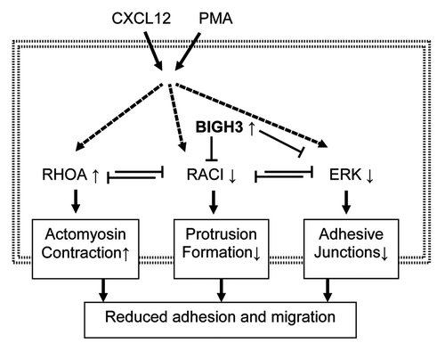 Figure 9. Overexpression of BIGH3 reduces adhesion and migration via RAC1 and ERK responses. We propose that induced BIGH3 expression inhibits RAC1 and ERK activation. As RAC1 and RhoA are mutual repressive, the phenotype of cells with high BIGH3 expression switch toward more actomyosin contraction and reduced protrusion formation. The reduced ERK activity may results in reduced FAK activity and a lower stability of adhesive junctions. Ultimately, high BIGH3 expression results in reduced cell adhesion and migration. Bold arrows represent activation or induction; dashed lines indicate indirect relationships; small arrows behind proteins indicate increased or decreased activation or expression levels in BIGH3-overexpressing cells.