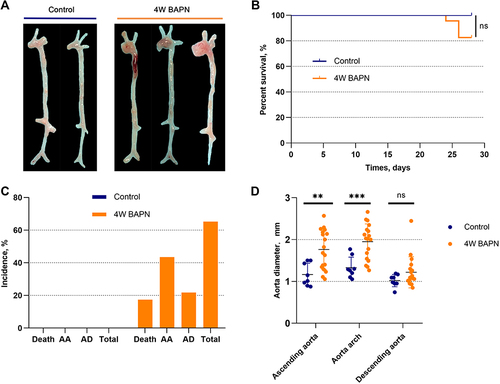 Figure 4 Establishment of AA mouse models. (A) Aortas of the control group and experimental group. (B) Comparison of survival curve between groups. (C) Statistical summary of aortic dissection/aortic aneurysm formation. (D) Comparison of the aortic diameter of different sites between groups. ** and *** indicate statistical significance at P values of <0.01 and <0.001, respectively.