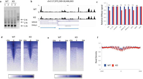 Figure 1. Reduced MNase digestibility at potential transcriptional regulatory regions in KO (Lsh-/-) compared to WT (Lsh+/+) MEFs (a). MNase digestion followed by agarose gel electrophoresis in MEFs derived from two Lsh-/- (KO) embryos and two wild type (Lsh+/+) controls for isolation of mono-and di-nucleosomal DNA. (b). Genome browser view of normalized read density of WT and KO samples. The arrows at the bottom indicate the direction of the two depicted genes. (c). Bar graph representing average read density at 4kb region around TSS, 5’_TSS, random sites, Lsh binding sites, DNase I hypersensitivity sites of B cells, DNase sites of liver, transcription factor E2F1, Brd3, and Elk1. ** p value<0.01, NS, not significant, p > 0.05. (d). Intensity Plot of MNase-seq signal enrichment around TSS sites (e). Intensity Plot of MNase-seq signal enrichment around TES sites (f). Profiles of MNase-seq signal enrichment at Rad21 binding sites and 2000bp flanking region upstream and downstream. WT (blue), KO (red).