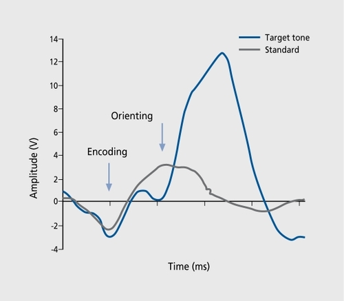 Figure 1. Example of an averaged P300 response. The methods for event-related potential (ERP) recordings are described elsewhere.Citation1 In brief, 28 electroencephalography (EEG) leads were recorded using an ear-linked reference. Subjects listened to a series of two tones, presented binaurally, with a frequency of 500 Hz for frequent tones and 2000 Hz for infrequent tones, in a soundproof and electrically shielded room; they were asked to keep their eyes closed and to count the infrequent tones silently. Sampling rate was 250 samples per second with filter settings at 0.5 to 70 Hz (24 dB/oct). The average amplitude between 230 and 352 ms is calculated to yield areas under the response curves (P3 surface) for each individual subject and time point.