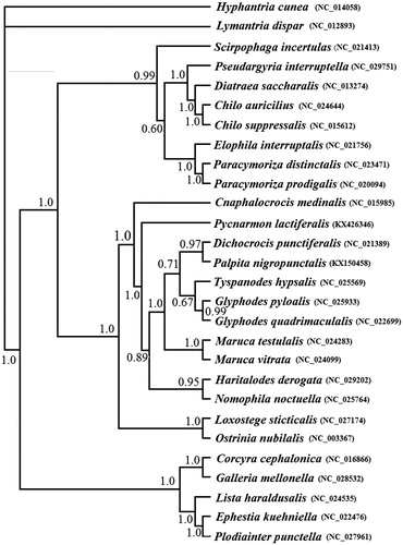 Figure 1. Phylogenetic tree inferred from the 13 PCGs dataset using BI analysis. (Numbers at the nodes represent Bayesian posterior probabilities respectively).